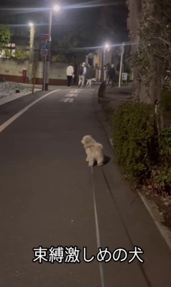 他の犬と挨拶してる…！
