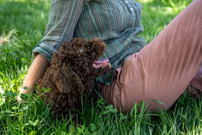 飼い主に寄り添って伏せるバルビーの子犬