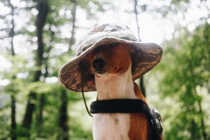 大きい帽子を被らされている犬