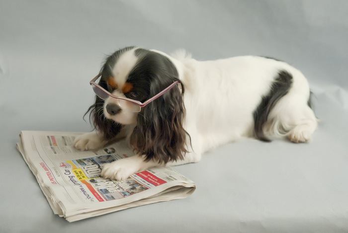 新聞を読む犬