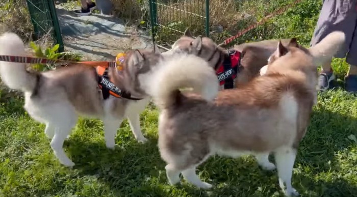 草むらの上の犬たち