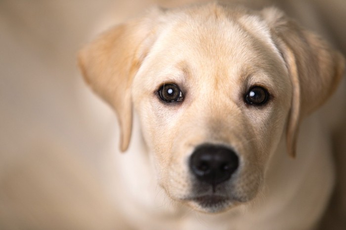 見つめる子犬