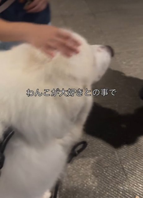撫でられる犬