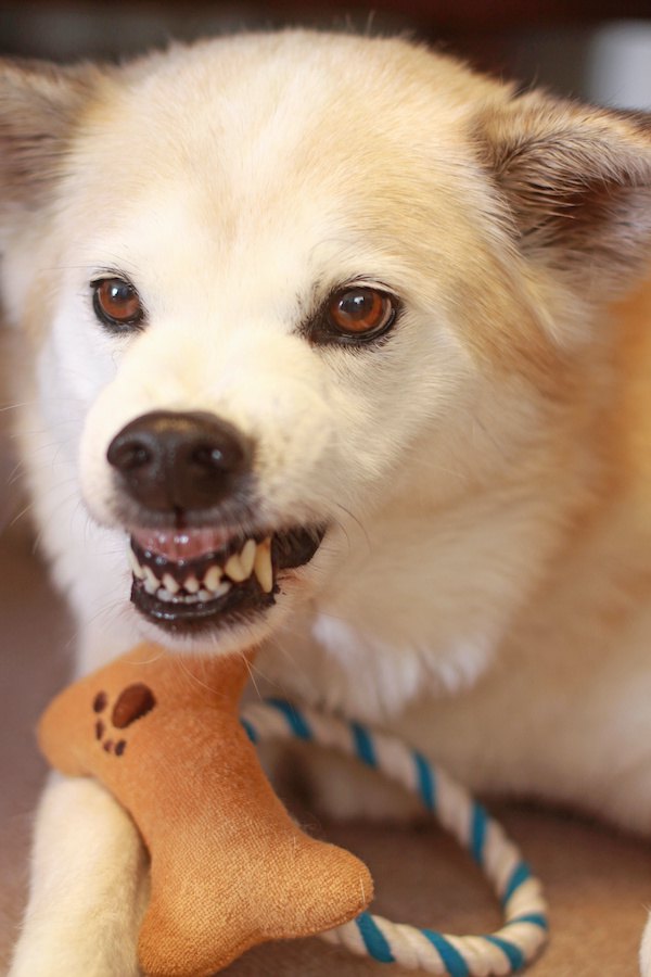 おもちゃの前で歯をむき出しにして怒る犬