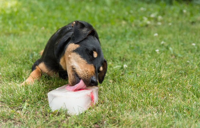 氷の塊を舐める犬