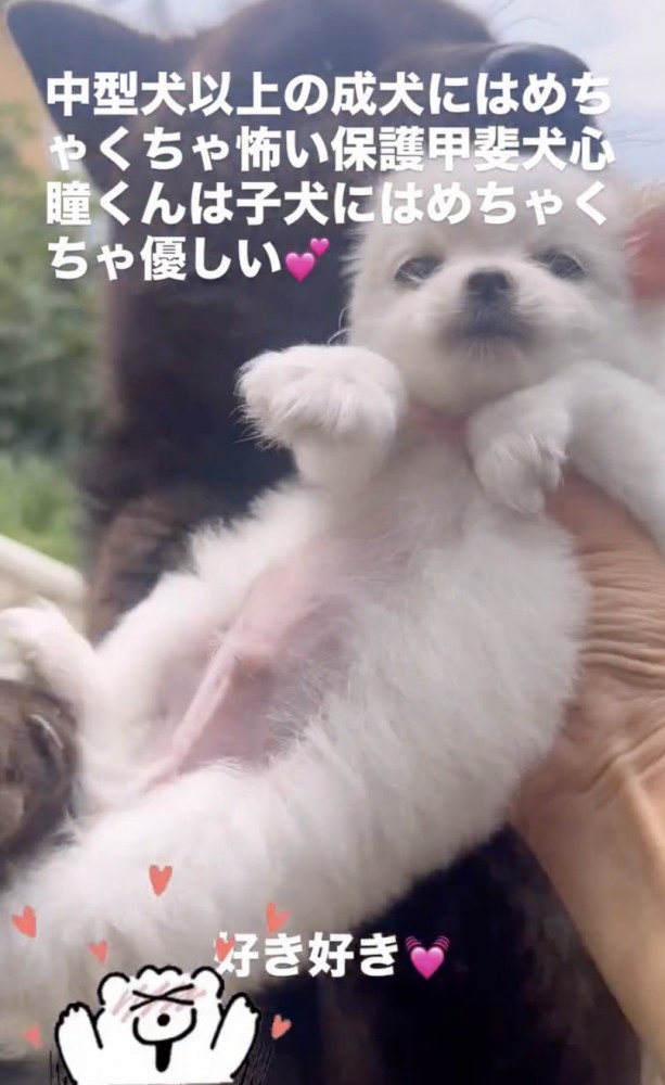 小さな子犬が目の前に
