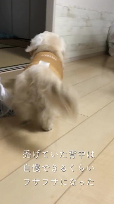 背中もフサフサに！