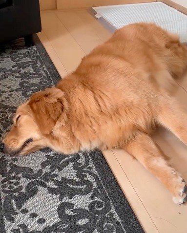 床に寝転がる犬
