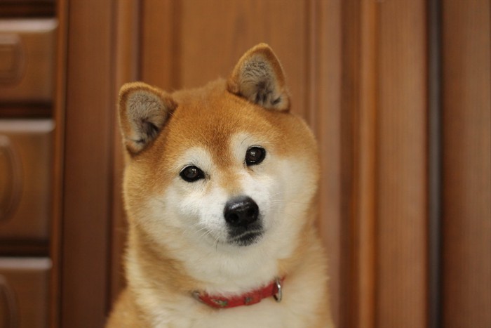 くびをかしげる柴犬