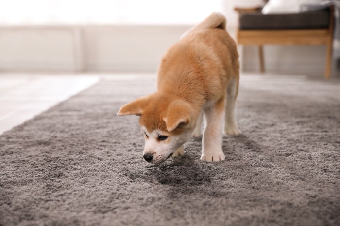 床のニオイを嗅ぐ犬