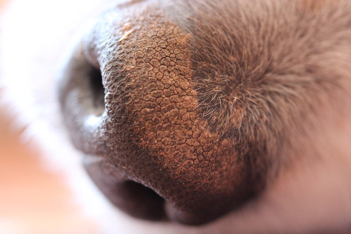 乾燥した犬の鼻のアップ