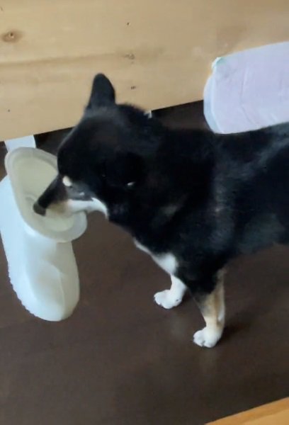 近寄る飼い主さん