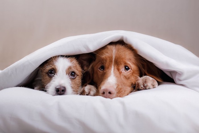 お布団に隠れている二頭の犬