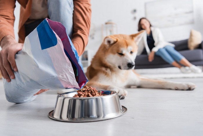 ごはんをお皿に入れる様子を見ている犬