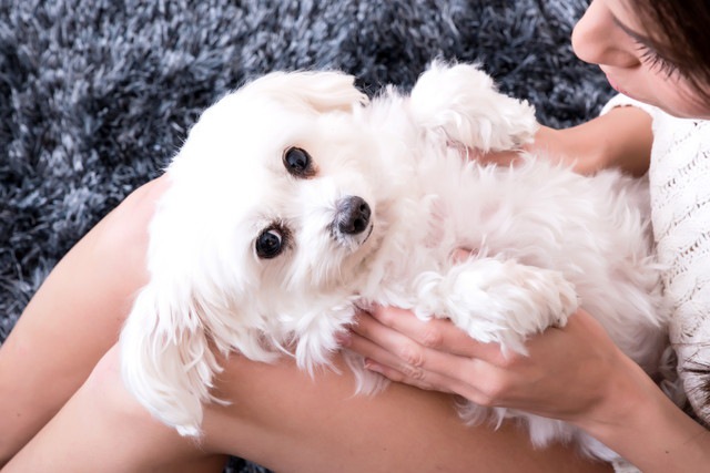 飼い主さんの膝の上からこちらを見ている犬