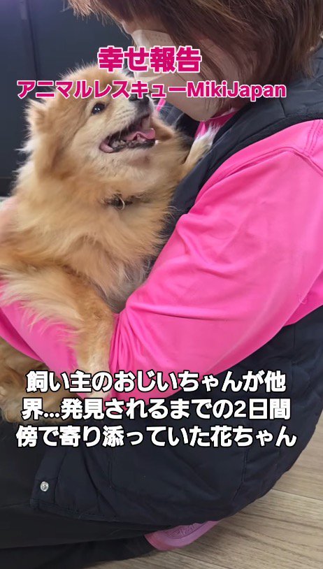 女性の顔を見上げる犬