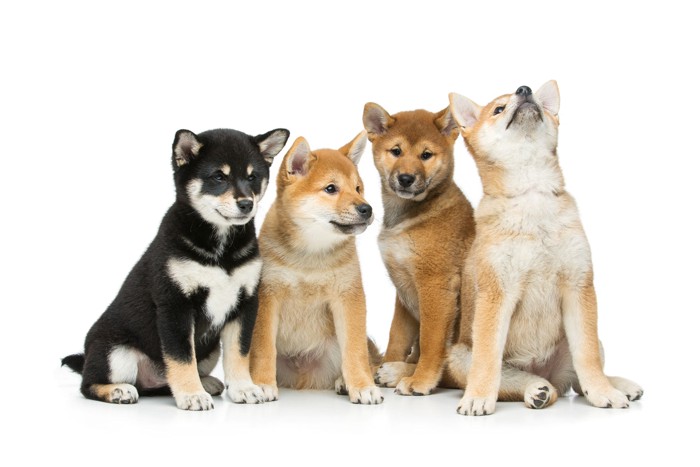 毛色が異なる4頭の柴犬の子犬