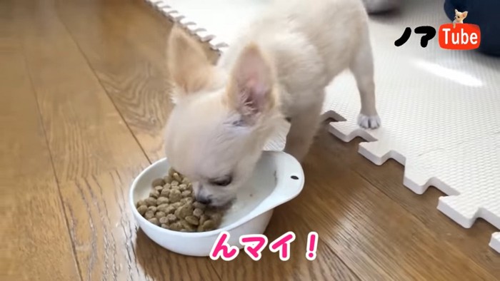 ごはんを食べるノアちゃん