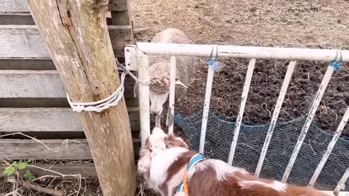 ヒツジと挨拶するガルチェロくん