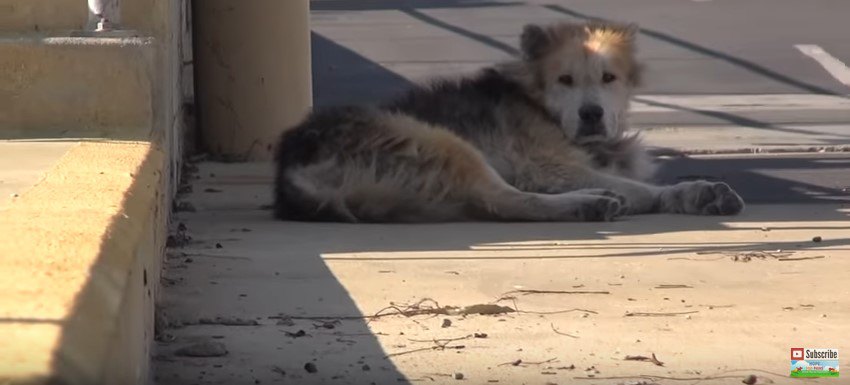 横たわる犬