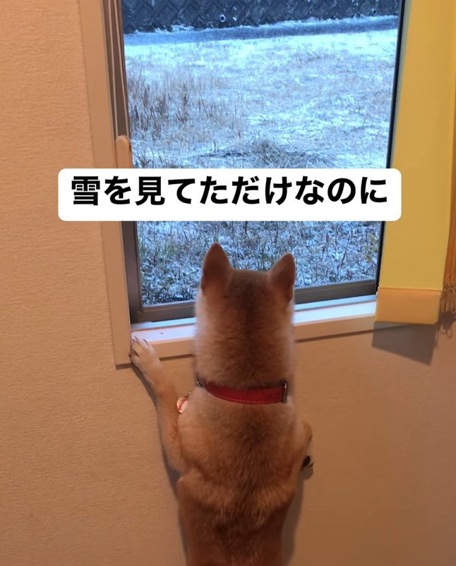 ハルちゃんが雪を見ていたら…2