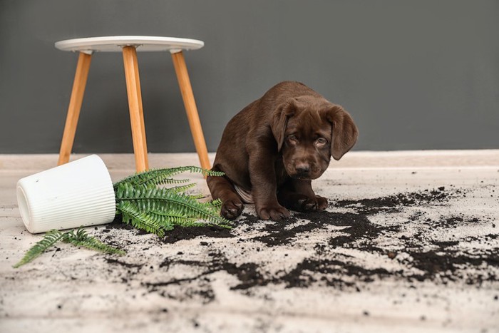 植木鉢を倒してしまって落ち込む子犬