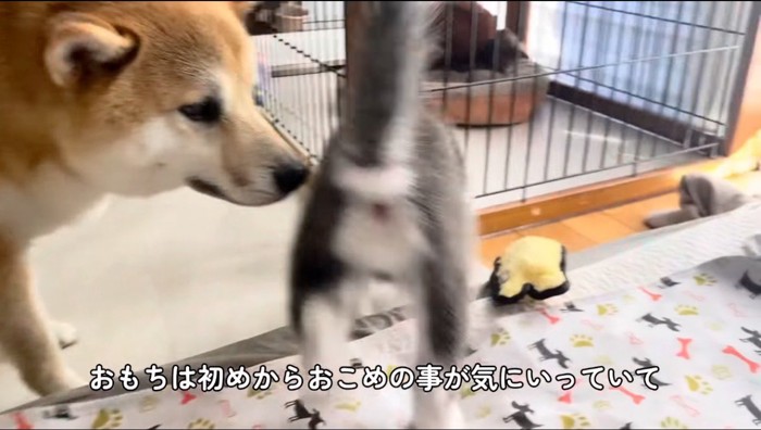 ハスキー犬の匂いを嗅ぐ柴犬