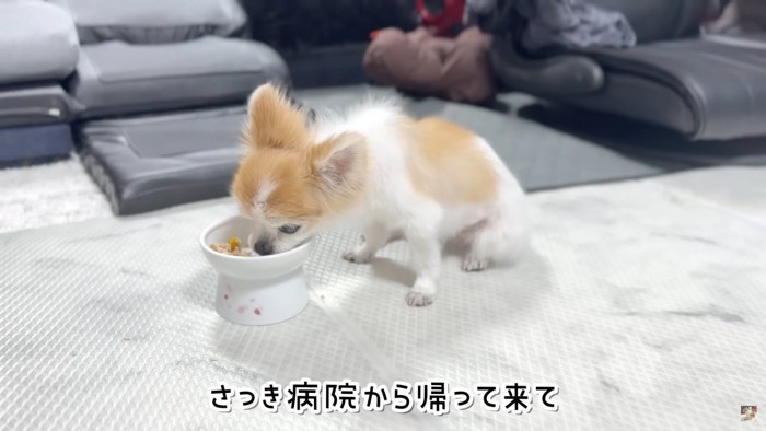 検査を終えたチョッピちゃん