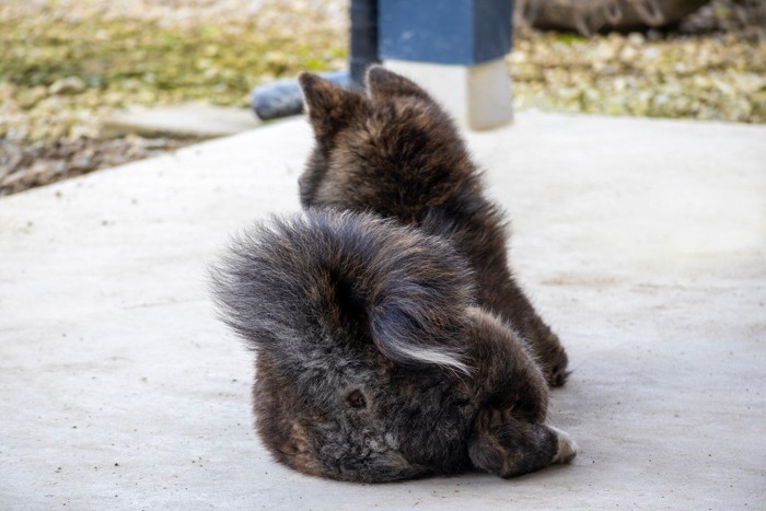 虎毛の秋田犬の後ろ姿