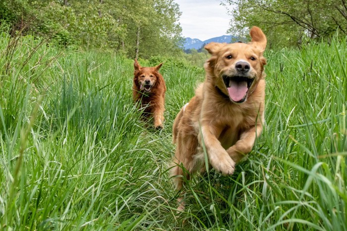 草むらを走る犬