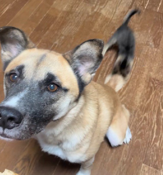 子猫さんがやってきた♪