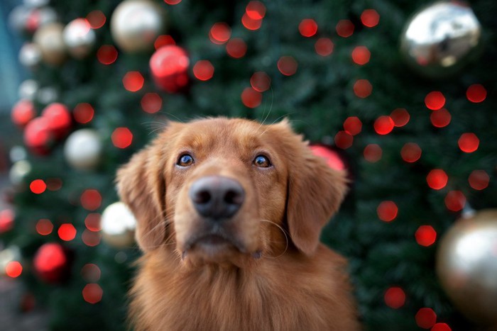 クリスマスの犬