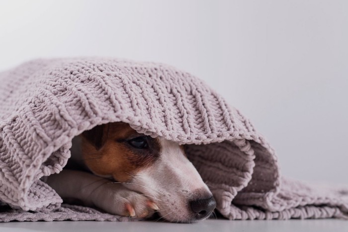 ブランケットから顔を出す悲しそうな犬