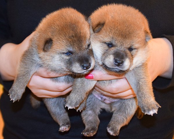 二匹の日本犬の子犬