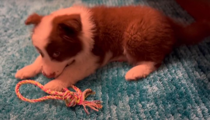 オモチャで遊ぶ子犬