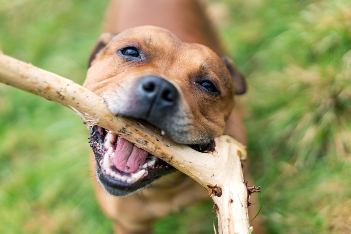 棒をくわえて遊ぶスタッフォードシャー・ブル・テリア