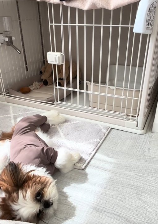 こちらを見る犬