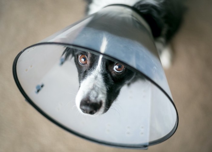 エリザベスカラーをして上目遣いをする犬