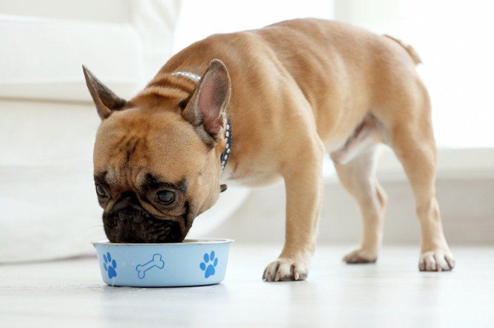 青い食器で食事する犬