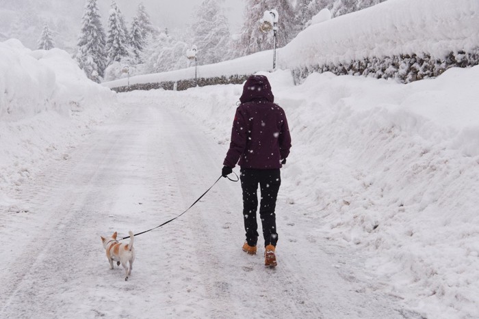 雪道を歩く犬と人の後ろ姿