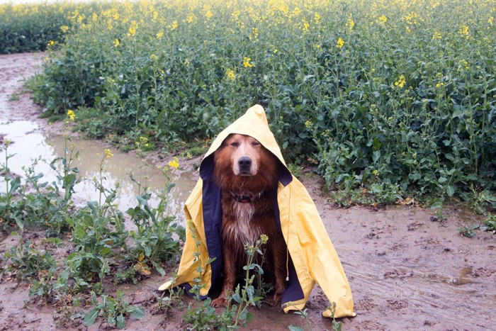 雨の中散歩する犬