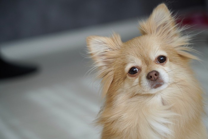 悲しげな犬の表情、茶の犬、暗い背景