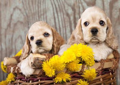 カゴの中に入ったお花とアメリカンコッカースパニエルの幼犬