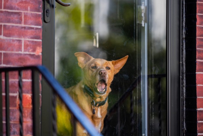 窓、吠える茶の犬