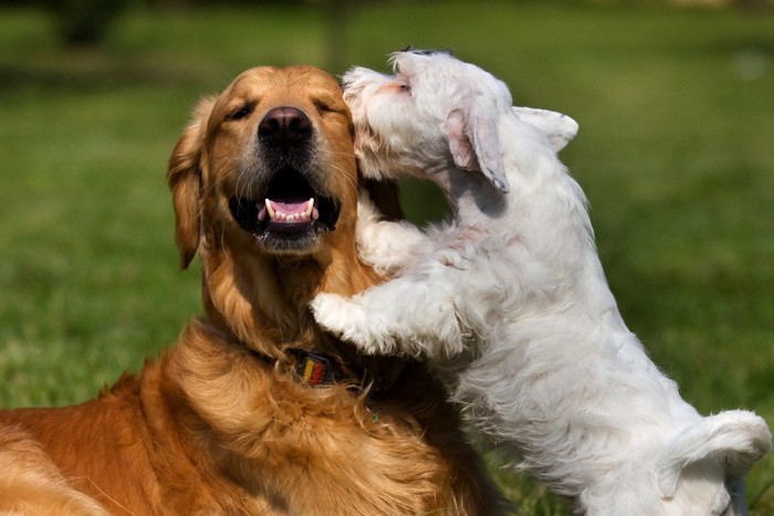 大型犬と小型犬