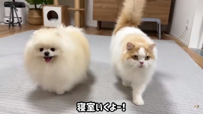 笑顔で後を追う2匹