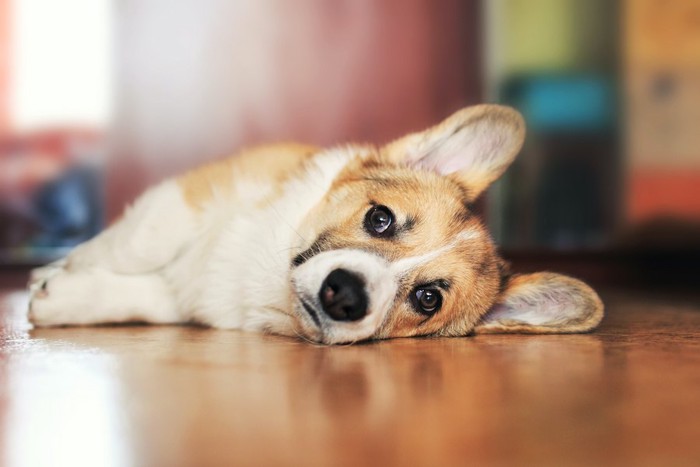 床に横になってこちらを見つめる犬