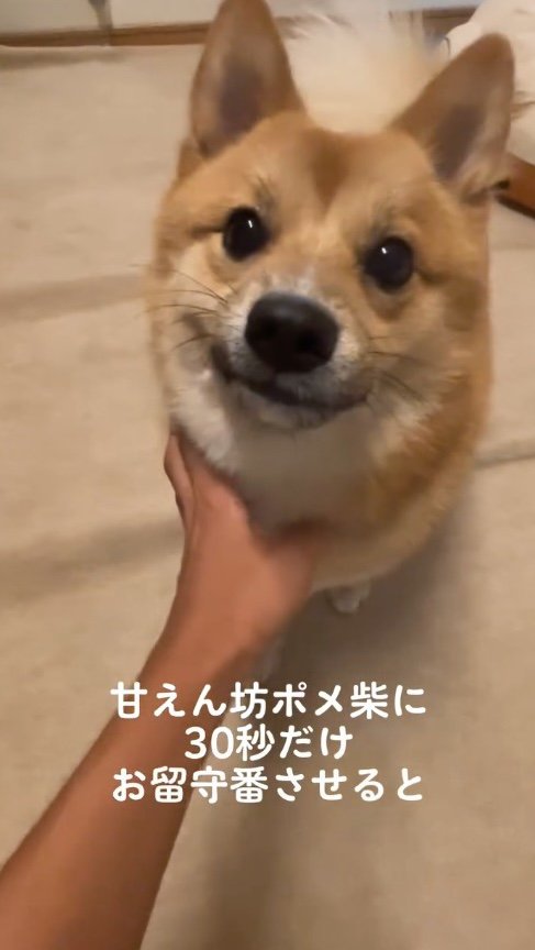 犬の体を撫でる飼い主