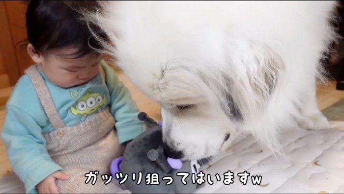 赤ちゃんのおもちゃの匂いを嗅ぐ犬