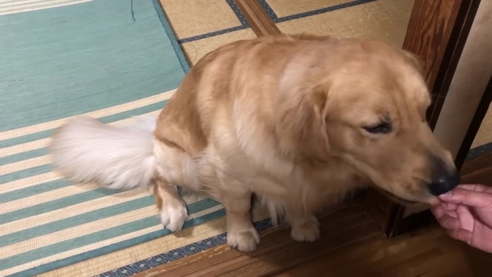 お座りのままお行儀よく…